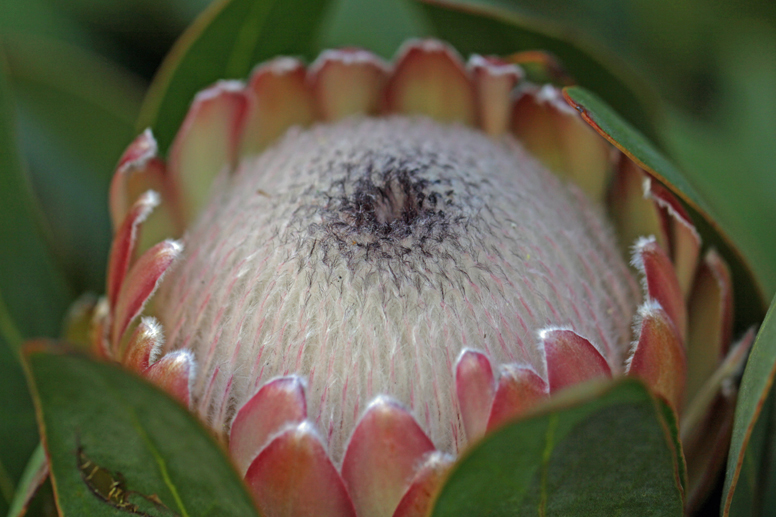 protea